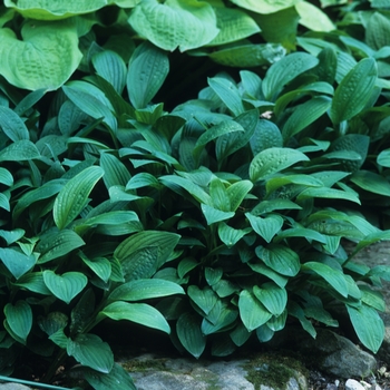 Hosta 'Snowflake' 