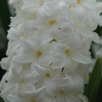 Hyacinthus orientalis 'Aiolos' 