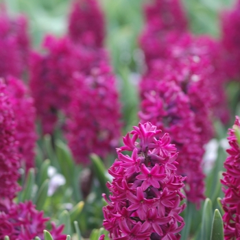 Hyacinthus orientalis 'Amethyst' 