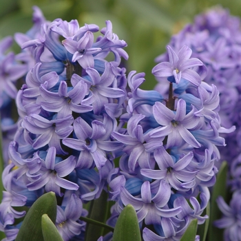 Hyacinthus orientalis 'Delft Blue'