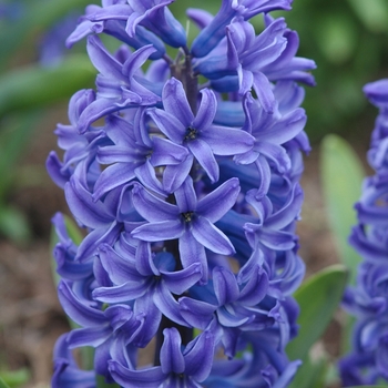 Hyacinthus orientalis 'Ostara' 