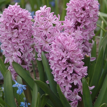 Hyacinthus orientalis 'Splendid Cornelia' 