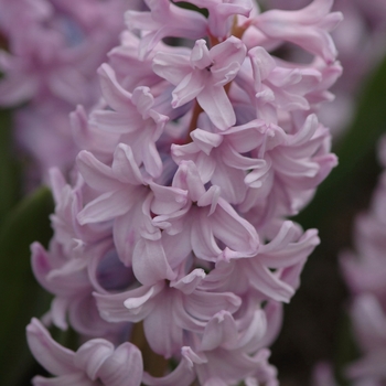 Hyacinthus orientalis 'Top Hit' 