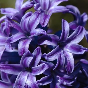 Hyacinthus orientalis 'Blue Jacket'