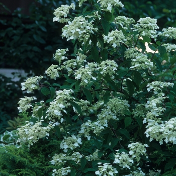 Hydrangea bretschneideri