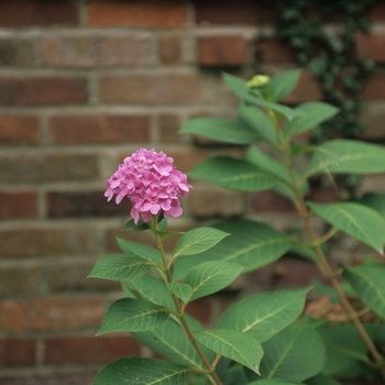 Hydrangea macrophylla