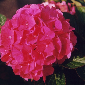 Hydrangea macrophylla 'Forever Pink' 