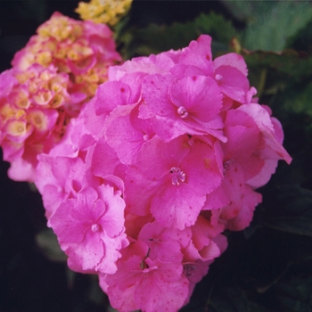 Hydrangea macrophylla 'Gertrude Glahn' 