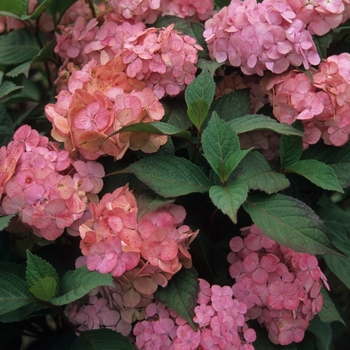 Hydrangea macrophylla 'Pink Beauty' 