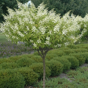 Hydrangea paniculata 'Kyushu' 