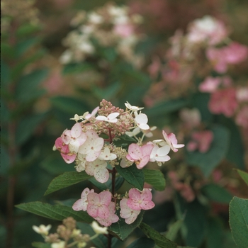 Hydrangea paniculata 'Passionate™' 'Paszam'