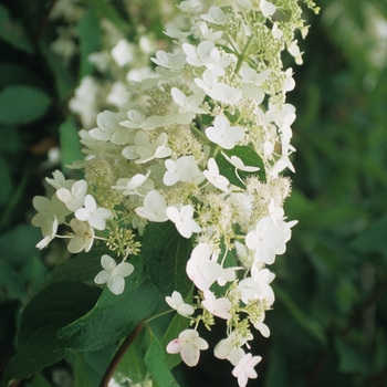 Hydrangea paniculata 'Unique' 