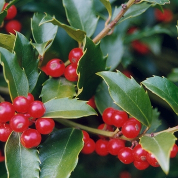 Ilex x meserveae 'Blue Maid' 