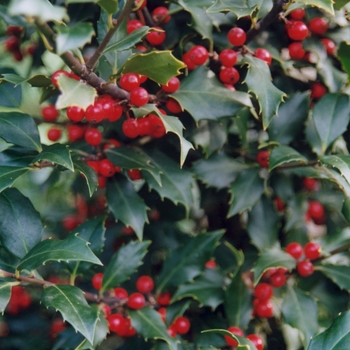 Ilex 'Centennial Girl'