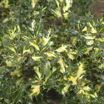 Ilex aquifolium 'Ferox Aurea'