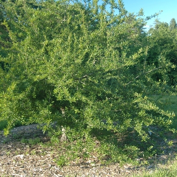 Ilex decidua 'Pocohantas'