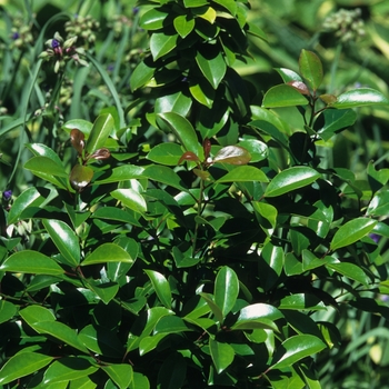 Ilex integra 