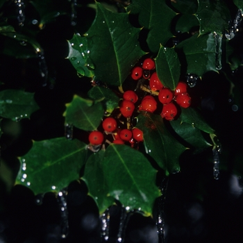 Ilex opaca 