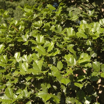 Ilex opaca 'Cheerful'