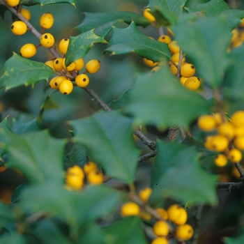 Ilex opaca 'Xanthocarpa' 