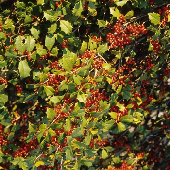 Ilex opaca 'Yule' 