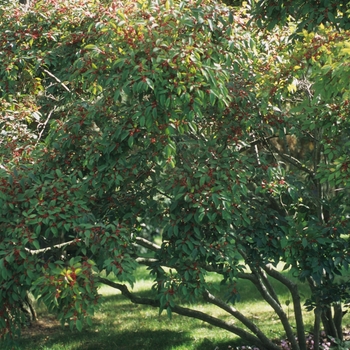 Ilex serrata 