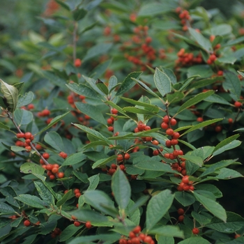 Ilex verticillata 'Afterglow' 