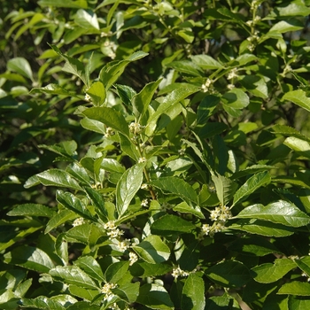 Ilex verticillata 'Cacapon'