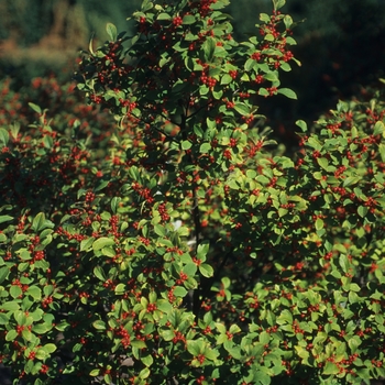 Ilex verticillata 'Sparkleberry'