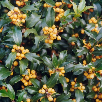 Ilex x meserveae 'Golden Girl®'