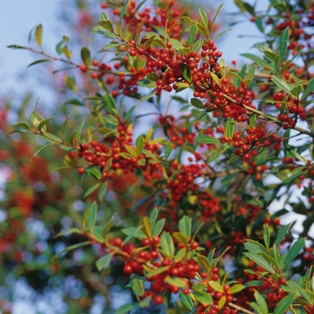Ilex x attenuata 'Fosteri' (032601)