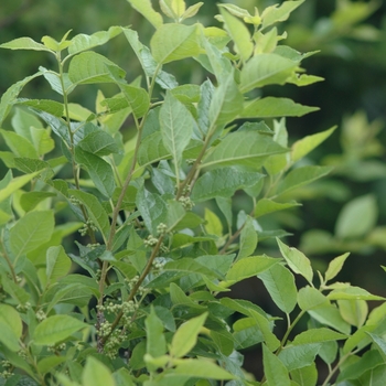 Ilex verticillata 'Apollo' 