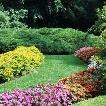 Impatiens walleriana 'Lilac' 