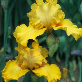 Iris germanica 'Acapulco Sunset'