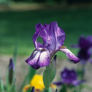 Iris 'Ace'