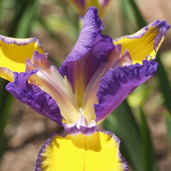 Iris germanica 'Adriatic Blue'