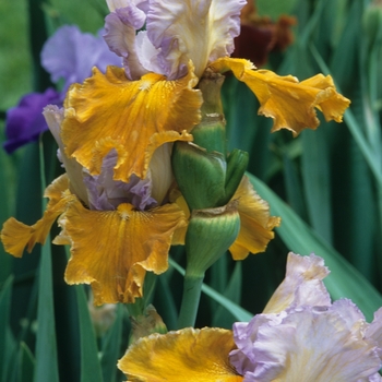 Iris germanica 'Affaire' 