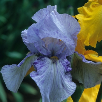 Iris germanica 'Angels In Flight'