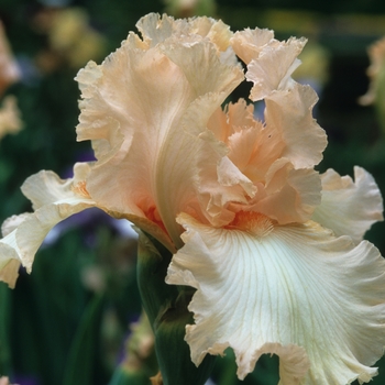 Iris germanica 'Appleblossom Days' 