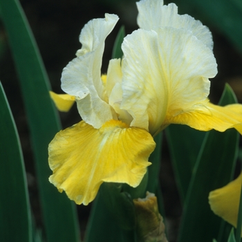 Iris germanica 'Apollo's Torch' 