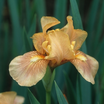 Iris germanica 'Apricot Drops' 