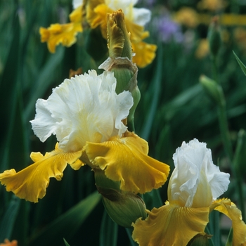 Iris germanica 'Aura Light'