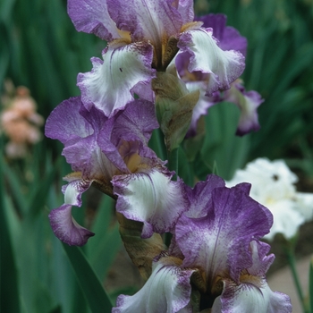 Iris germanica 'Autumn Tryst' 