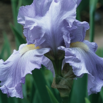 Iris germanica 'Babbling Brook' 