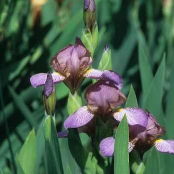 Iris germanica 'Bangles'