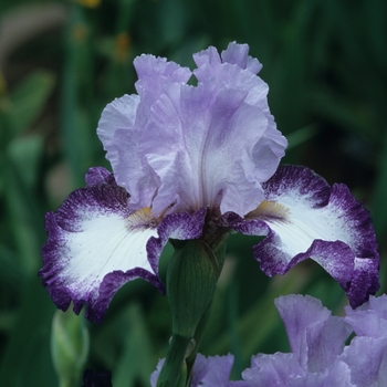 Iris germanica 'Bay Watch' 