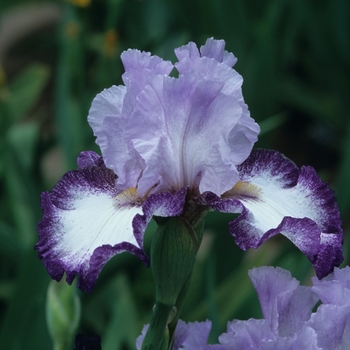 Iris germanica 'Bay Watch'