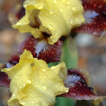 Iris germanica 'Being Busy' 