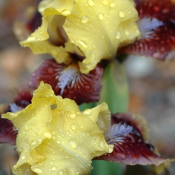 Iris germanica 'Being Busy'