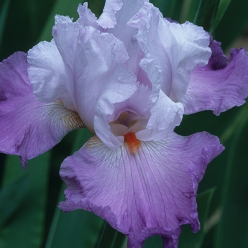 Iris germanica 'Bertie Jeffries' 